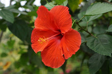 Mini Ballerina Hibiscus Seeds (Hibiscus rosa-sinensis) for colorful blooms in the flower beds and tropical gardens
