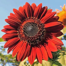 Drop Dead Red Sunflower for garden planting