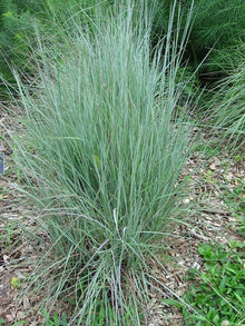 Little Bluestem Ornamental Grass Seeds for ground cover in the Garden Landscape