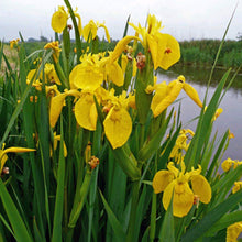 Iris Pseudacorus Yellow Flag Water Plants for growers filling out the UK Gardens