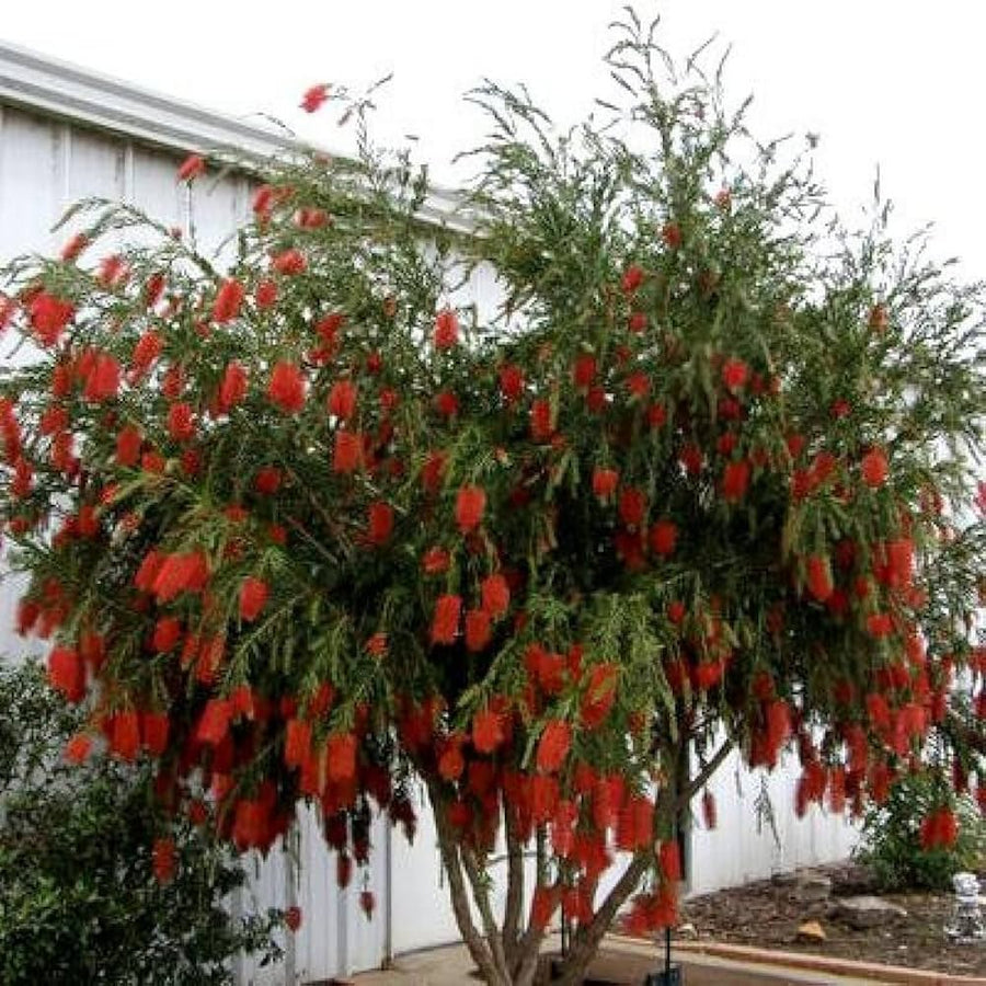 Callistemon Citrinus Seeds for planting in patio garden