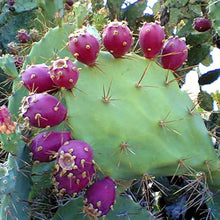 Plant Seeds (Prickly pear) for a homegrown harvest from the cold-hardy succulent gardens