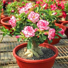 Desert Rose Adenium Obesum Seeds for low-maintenance growers