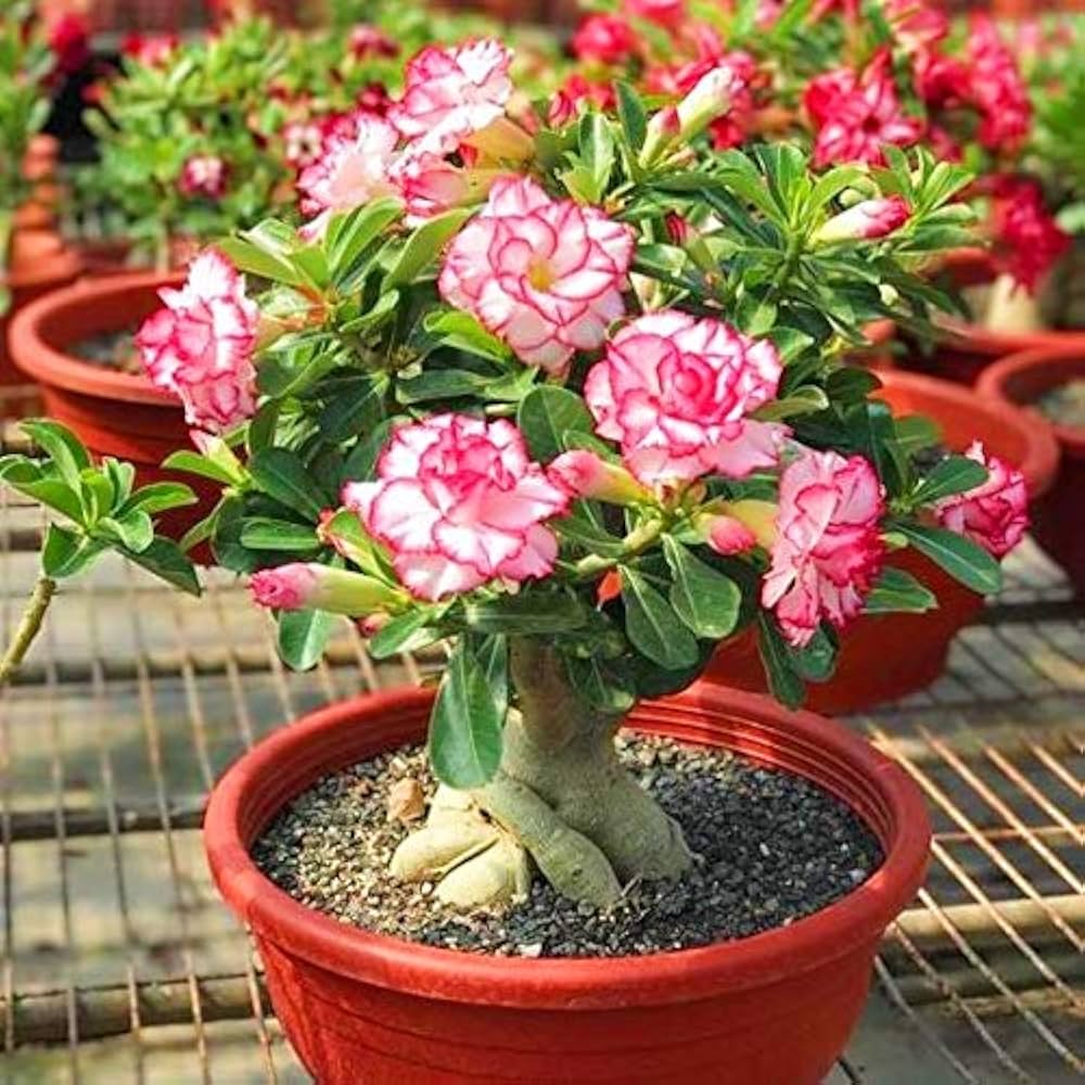 Desert Rose Adenium Obesum Bright Pink Flower Seeds for Planting – Perfect for Indoor Pots and Balcony Garden