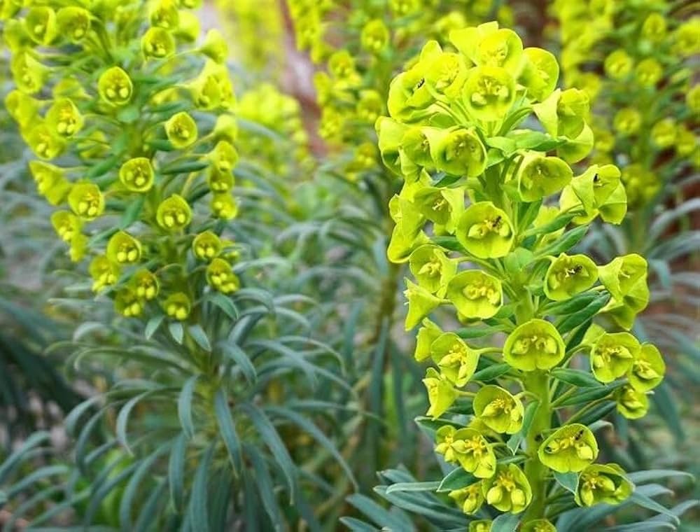 Bells of Ireland Count ��������� Moluccella laevis ��������� for planting as ornamental flower