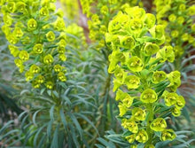 Bells of Ireland Count ��������� Moluccella laevis ��������� for planting as ornamental flower