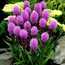 Blazing Star Seeds (Liatris spicata) for growers filling out the Flower Beds