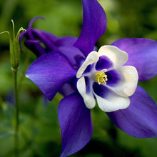 Dark purple Columbine flower seeds for planting hummingbird gardens