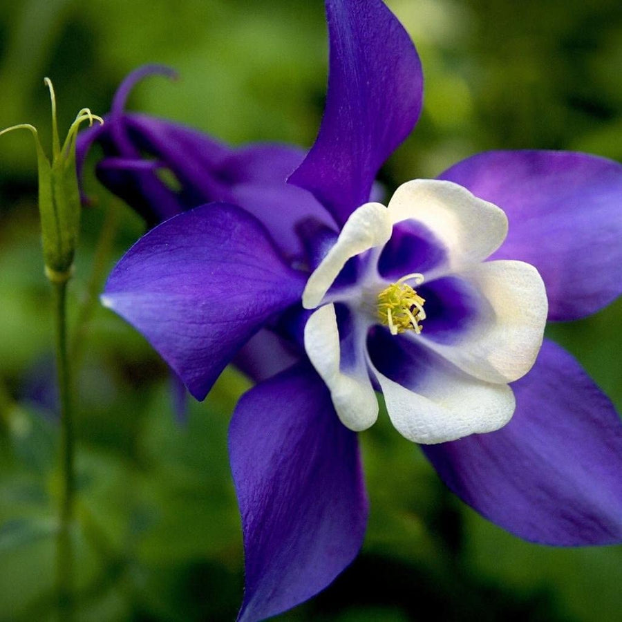 Dark purple Columbine flower seeds for planting hummingbird gardens