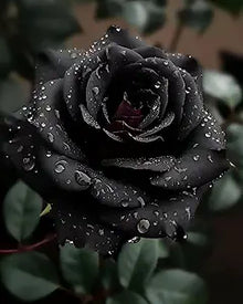 Rose Rosa Hybrida Black Flower Seeds for Planting – Striking Dark Blooms for Garden Beds and Ornamental Use