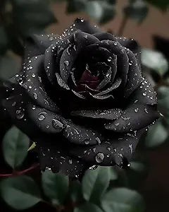 Black Rose ��������� China flower for planting in ornamental garden