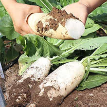 Japanische Rettich Daikon NON-GMO Samen Seeds for reliable seasonal color