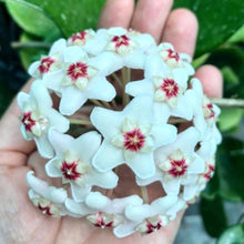 Hoya Orchid Seeds (Hoya spp.) for colorful blooms in the Indoor Garden