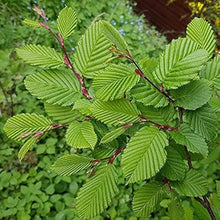 Carpinus Betulus Tree Seeds valued for landscaping