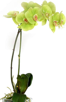 Phalaenopsis Orchid Phalaenopsis spp. Seeds for planting in flower bed