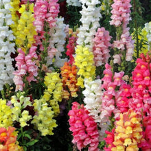 Snapdragon Seeds for growers filling out the Vibrant Garden Flowers