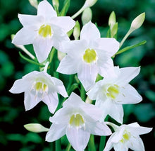 Lily Bulbs Lilium for Planting in Flower Bed & Garden Seeds for colorful blooms in the Flower Bed & Garden