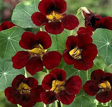 Black Velvet Nasturtium Tropaeolum majus flower seeds for planting in kitchen garden borders