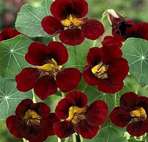 Black Velvet Nasturtium Tropaeolum majus flower seeds for planting in kitchen garden borders