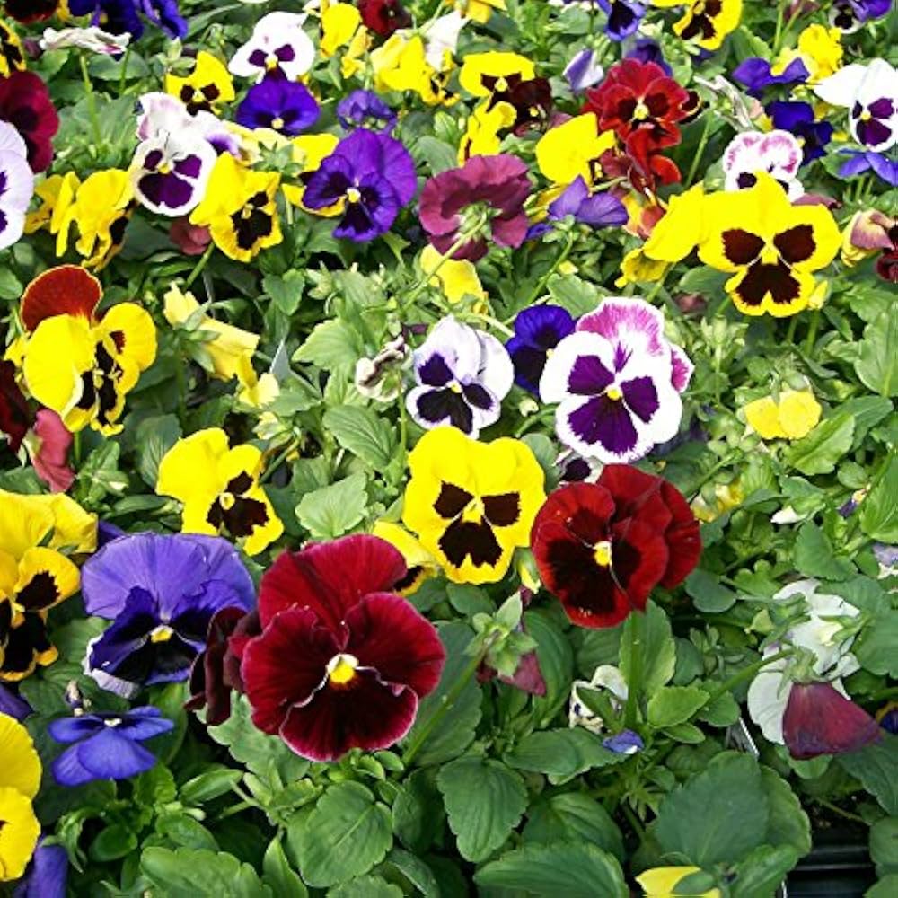Garden Pansy Viola Tricolor Flower Seeds for Planting in Home Garden and Indoor Pots - for planting in home garden