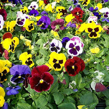 Garden Pansy Viola Tricolor Flower Seeds for Planting in Home Garden and Indoor Pots - for planting in home garden