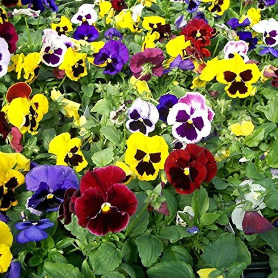 Garden Pansy Viola Tricolor Flower Seeds for Planting in Home Garden and Indoor Pots - for planting in home garden