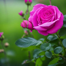 Rose Rosa Hybrida Seeds for seasonal color across the Garden Seasonal Floral Displays