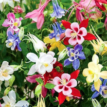 Columbine Seeds (Aquilegia spp.) for growers filling out the Flower Bed & Garden