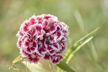 Pink Sweet William Heirloom Wildflower Pollinator Seeds for gardeners building out beds and borders
