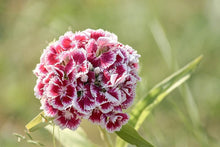 Dianthus Dianthus Barbatus Sonata Mix Seeds for seasonal color across the Home Garden Seasonal Displays