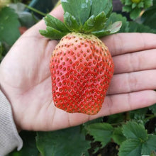 Super Large Strawberry Seeds grown for giant, Sweet Berries