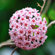 Hoya Hoya Carnosa flower Seeds for growers filling out the indoor pots and vertical garden arrangements