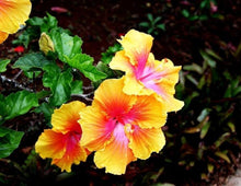 Hibiscus Hibiscus Rosa-Sinensis Seeds known for home Decorative Use