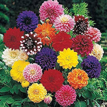 Dalia Sunny Ring Seeds (Dahlia pinnata) for a bright addition to the flower bed cottage garden