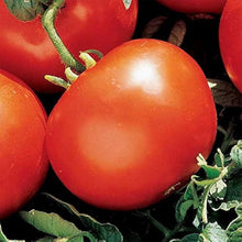 Heidi Tomato Seeds for productive rows in the Your Garden