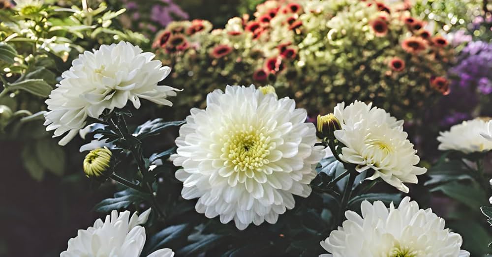 White Pyrethrum Chrysanthemum Seeds for Flower Bed