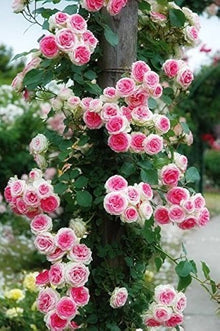 Rose Seeds for a colorful addition to any planting