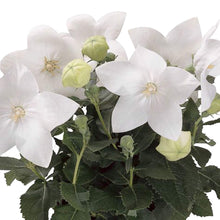 White Balloon Seeds (Platycodon grandiflorus) for colorful blooms in the patio garden flower bed