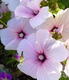 White Lavatera Seeds for seasonal color across the Colorful Garden