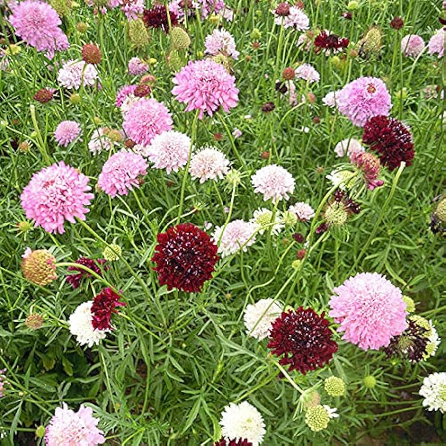 Scabiosa Night and Day Flower Seeds â€“ Unique Dual-Tone Blooms