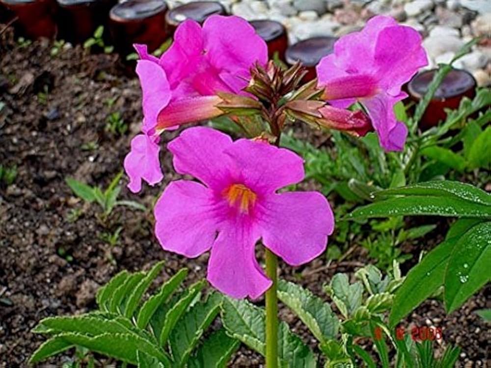 Hardy Gloxinia Incarvillea seeds for flower bed and garden decoration
