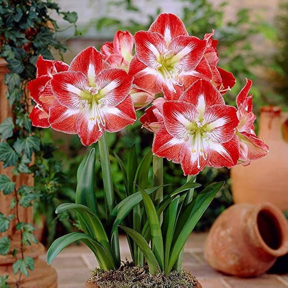 Amaryllis - Hippeastrum for planting in home garden
