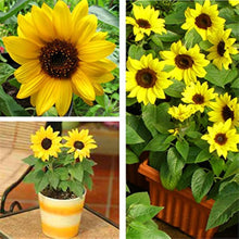 Sunflower Seeds (Helianthus annuus) for a lasting display in the Balcony Pots
