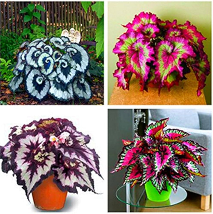 Begonia Begonia Rex Semi-Rare Color Bonsai Flower Seeds for Planting – Ideal for Pots, Containers, and Indoor Decor