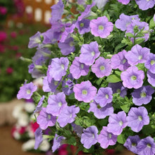 Ramblin Lavender Petunia Seeds for a flavorful crop in the easy garden nursery start