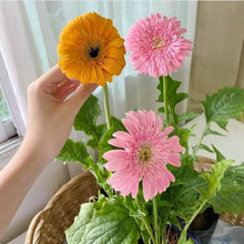 Gerbera Daisy Gerbera Jamesonii flower Seeds for a lasting display in the home garden and decorative indoor pots