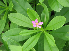 Talinum Paniculatum Seeds for a lasting display in the Flower Bed