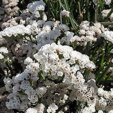 Statice Fortress Mix Seeds for gardeners building out beds and borders