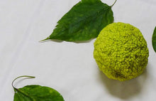 Osage Orange Seeds (Maclura pomifera) for growers planting the Landscape