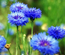 Blue Bachelor Button Dwarf Seeds for seasonal color across the Flower Borders